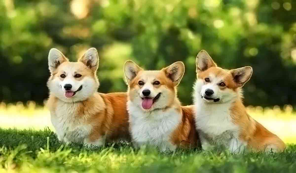 ddos在线攻击平台